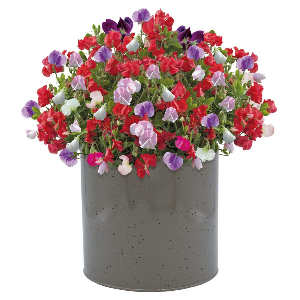 Beautifluer Milkshurn Planter With Sweet Pea Seed Grow Kit 5055128622813